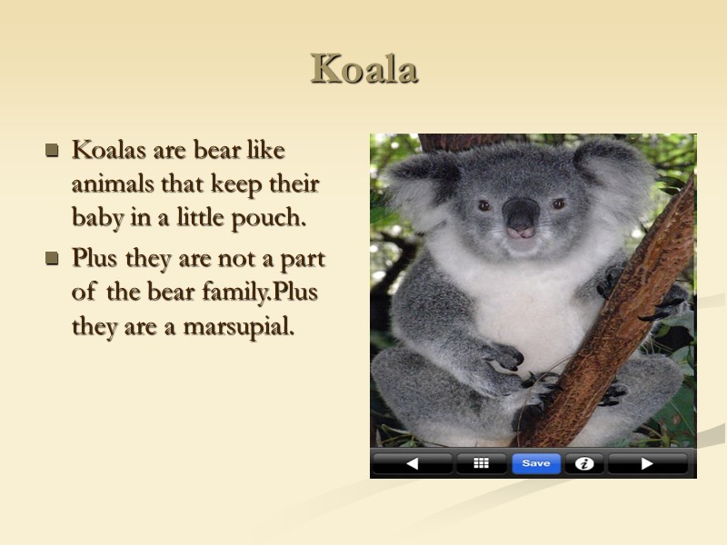Koala Koalas are bear like animals that keep their baby in a little pouch.